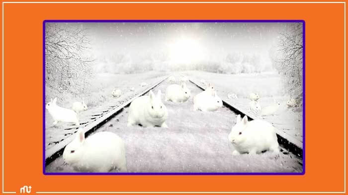 Crazy Rabbits on The Snow