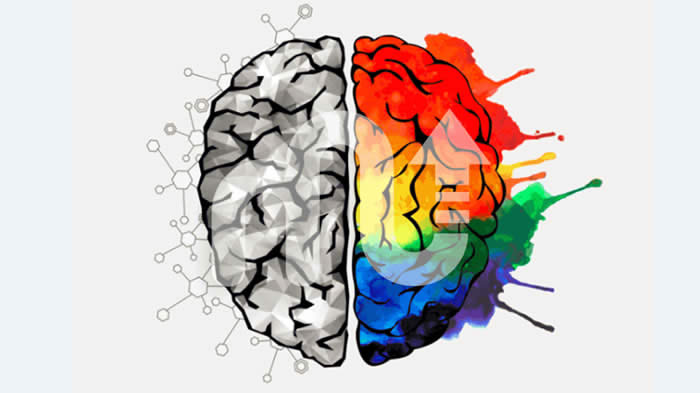 Right Brain vs Left Brain Test